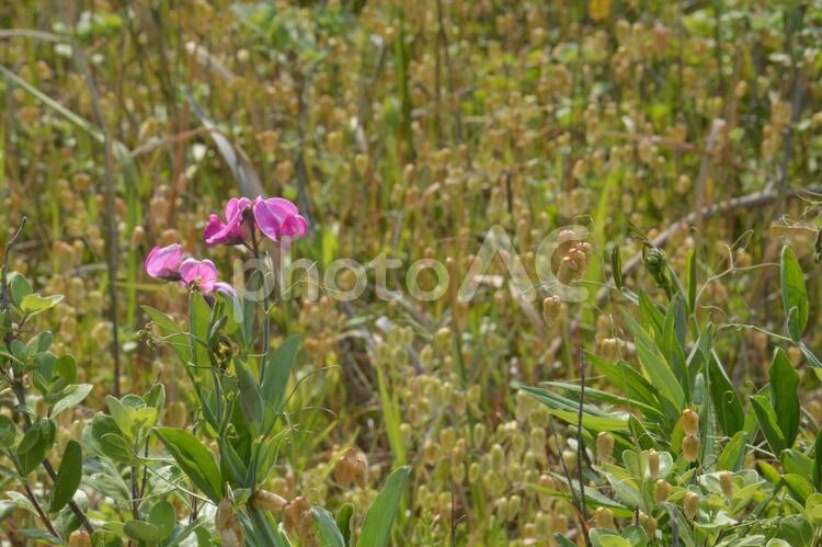 ハマエンドウの花の写真 ハマエンドウ,豆,エンドウの写真素材