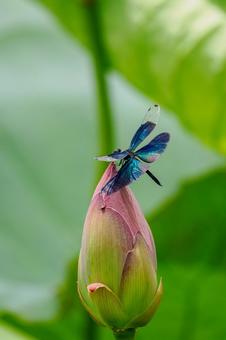 Butterfly dragonfly(30), JPG Butterfly dragonfly(30), JPG