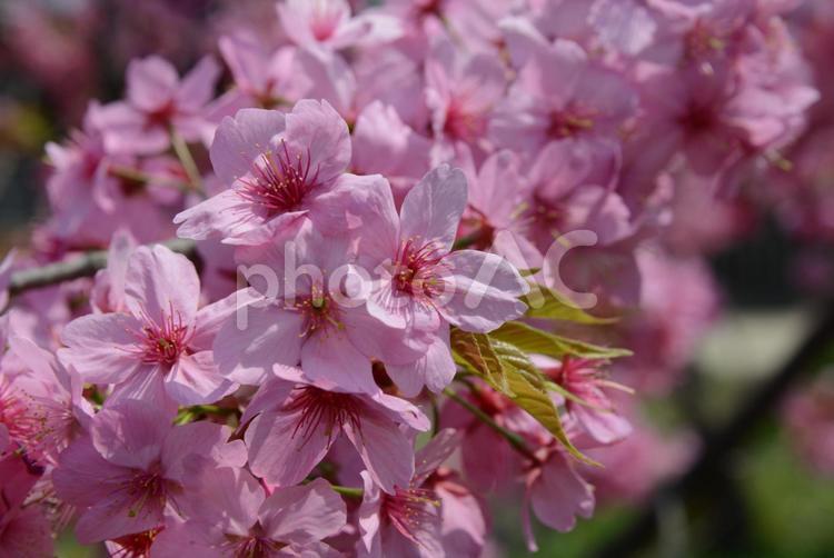 桜　花びら　花見　春　新生活　素材　背景 桜,花びら,花見の写真素材