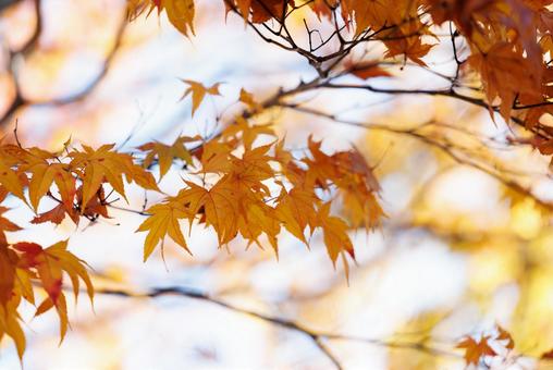 紅葉 紅葉,もみじ,秋の写真素材