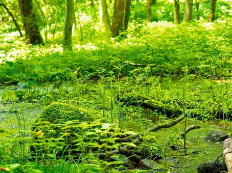 In the forest, moss, grove, sunlight filtering through the trees, wetlands, JPG In the forest, moss, grove, sunlight filtering through the trees, wetlands, JPG