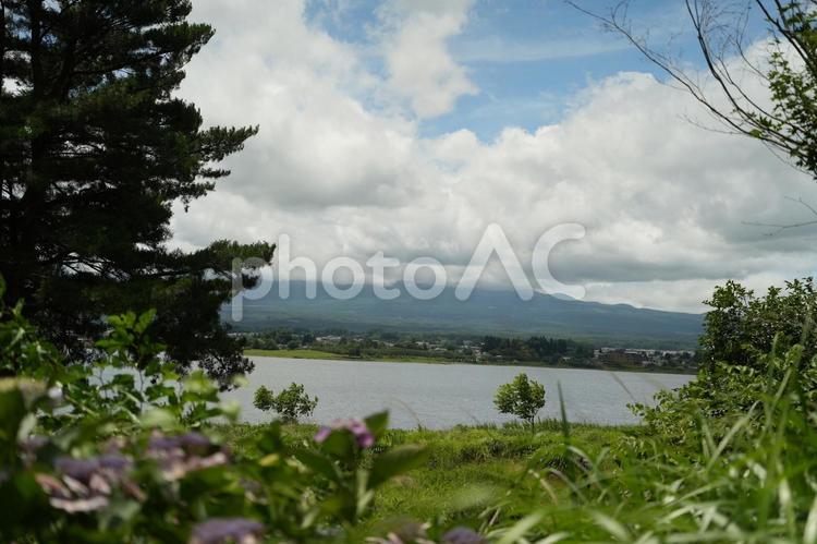 湖畔に咲く彩りと雲に包まれた河口湖 河口湖,湖,空の写真素材