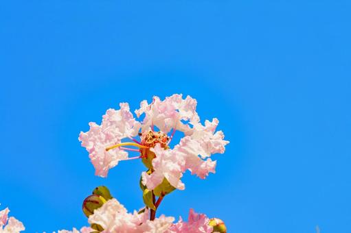 青空に映える百日紅の花 青空に映える百日紅の花の写真