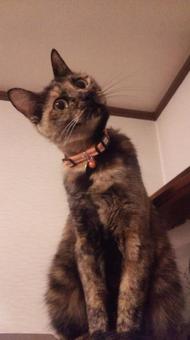 何か用？の写真