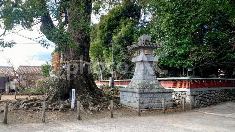 大貞八幡宮薦神社の神秘的な御神木 御神木,薦神社,大分県の写真素材