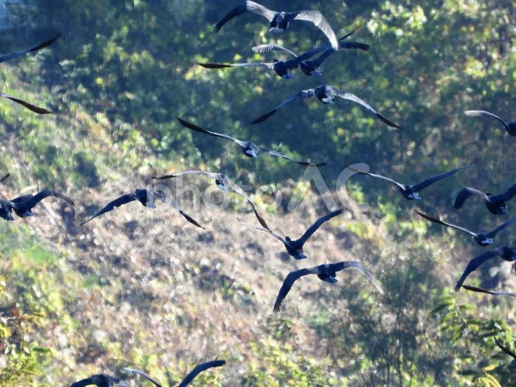 飛び立つカワウの群れ 鳥,野鳥,カワウの写真素材