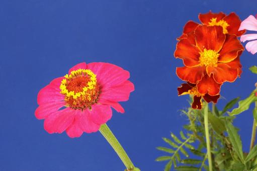 百日草 百日草の写真