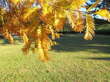 秋の公園 黄葉,秋,風景の写真素材