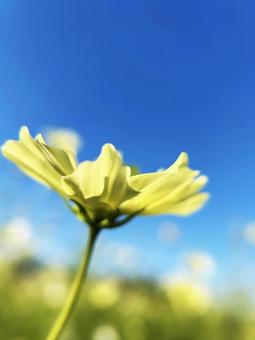 黄色のコスモスのアップ 空,コスモス,光の写真素材