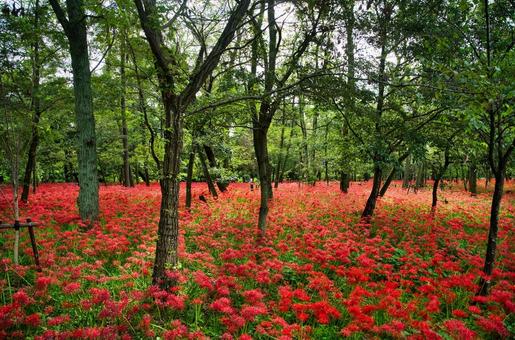 静寂な曼殊沙華の森 静寂な曼殊沙華の森 彼岸花,曼珠沙華,ヒガンバナの写真素材
