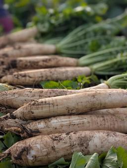 大根収穫 大根,野菜,畑の写真素材