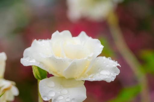 Early Summer Roses ⑿, JPG