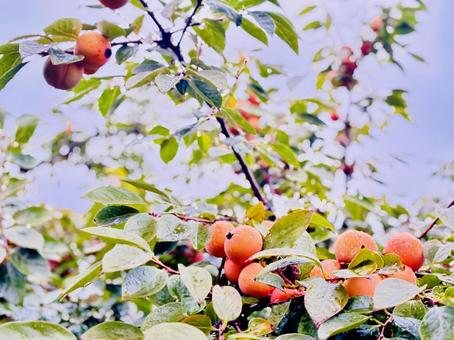 柿の木 柿,秋，,木の写真素材