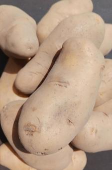 採れたてジャガイモ-1の写真