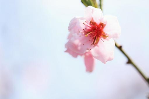 さくら さくらの写真