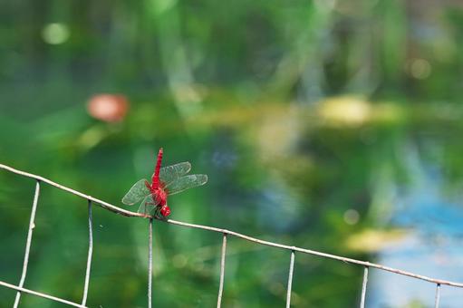 ショウジョウトンボ(雄) ショウジョウトンボ(雄)の写真