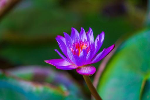 一輪の紫花 一輪の紫花の写真