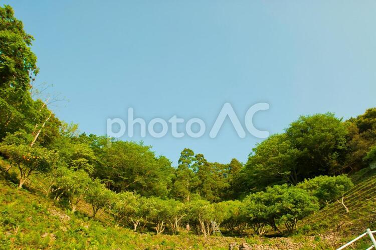 段々畑のみかん ミカン畑,みかん,果樹園の写真素材
