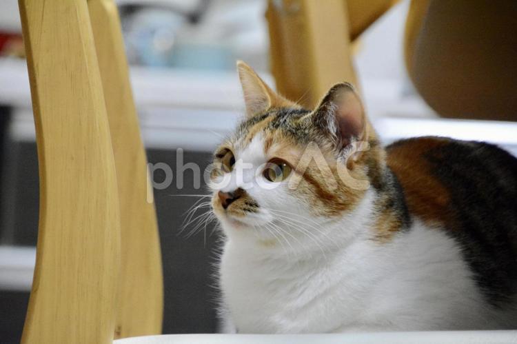 椅子の上で香箱座りをする三毛猫 猫,ネコ,ねこの写真素材