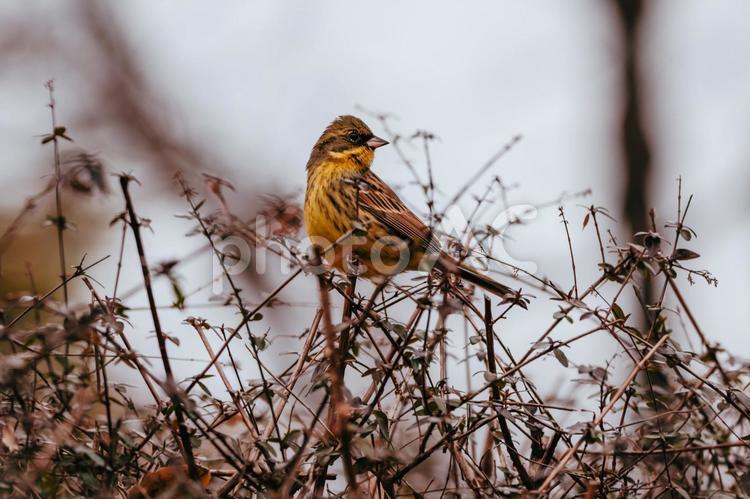 アオジが薄っすら笑っています アオジ,小鳥,バードウォッチングの写真素材