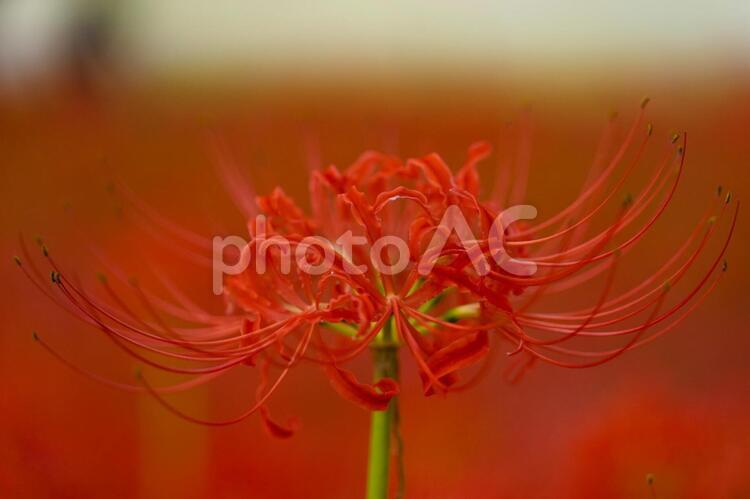 赤く染まる曼珠沙華の花 曼珠沙華,ヒガンバナ,彼岸花の写真素材