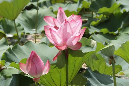 蓮の花つぼみ 蓮の花つぼみ 池,植物,ハスの写真素材
