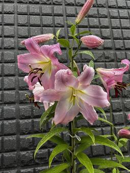 カサブランカの写真素材｜写真素材なら「写真AC」無料（フリー
