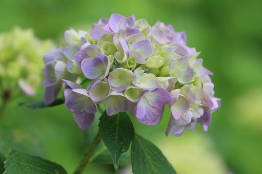 紫陽花 紫陽花,花,がくの写真素材