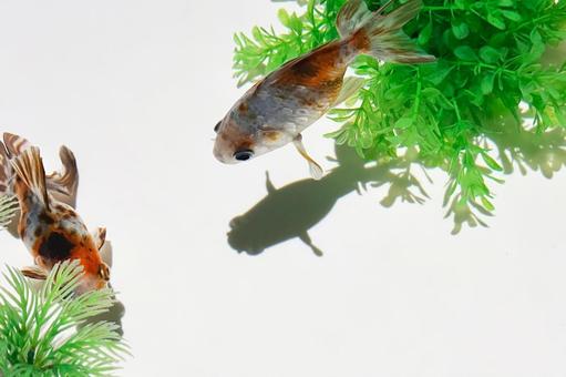 金魚 金魚,水,水面の写真素材