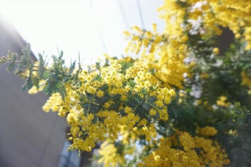 ミモザの花1 ミモザの花1の写真