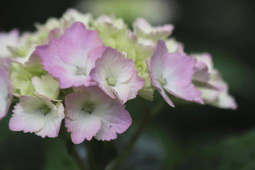 紫陽花 紫陽花の写真