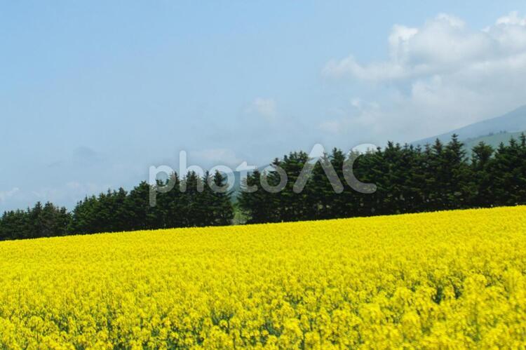 美しく満開の菜の花 菜の花,明るい,花の写真素材