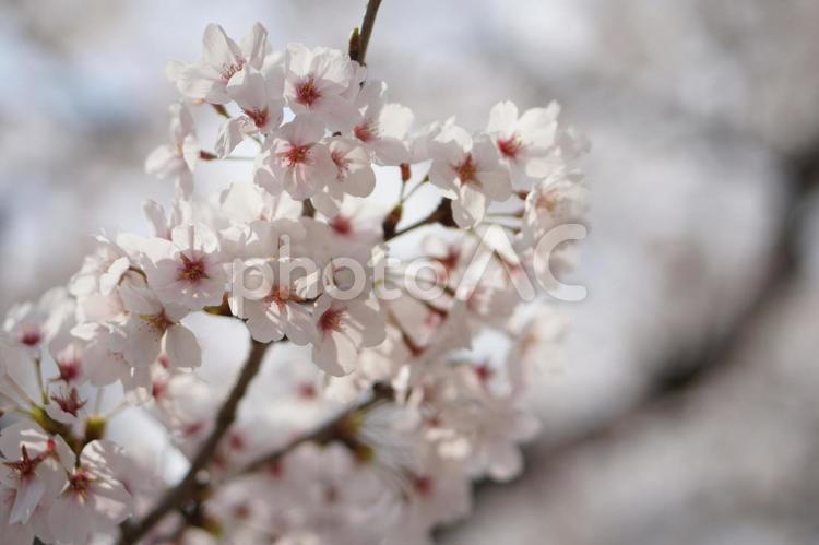 桜 桜,サクラ,花の写真素材