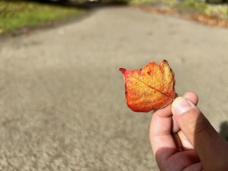 落ち葉　子供　背景あり 手,落ち葉,秋の写真素材