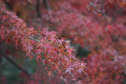 紅葉12 紅葉,公園,秋の写真素材