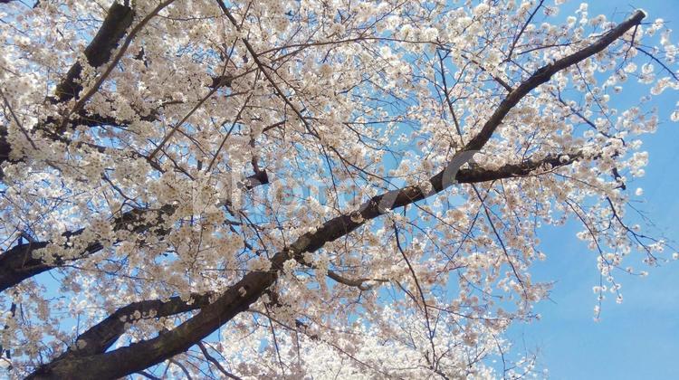 植物58(桜・サクラ) 満開の桜,卒業式,入学式の写真素材