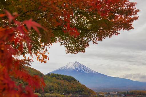 富士山と色づいた紅葉の木々 きれい,紅葉,イメージの写真素材