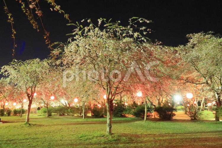 茨城県鹿嶋市鹿島城山公園の夜桜 夜桜,夜桜見物,花見の写真素材