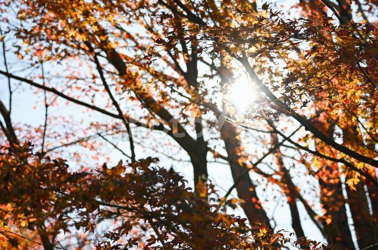 紅葉から差し込む光 紅葉,色づき,光の写真素材