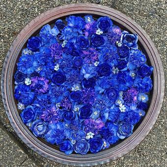 花手水 花手水の写真