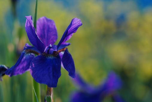 アヤメ14 アヤメ14の写真