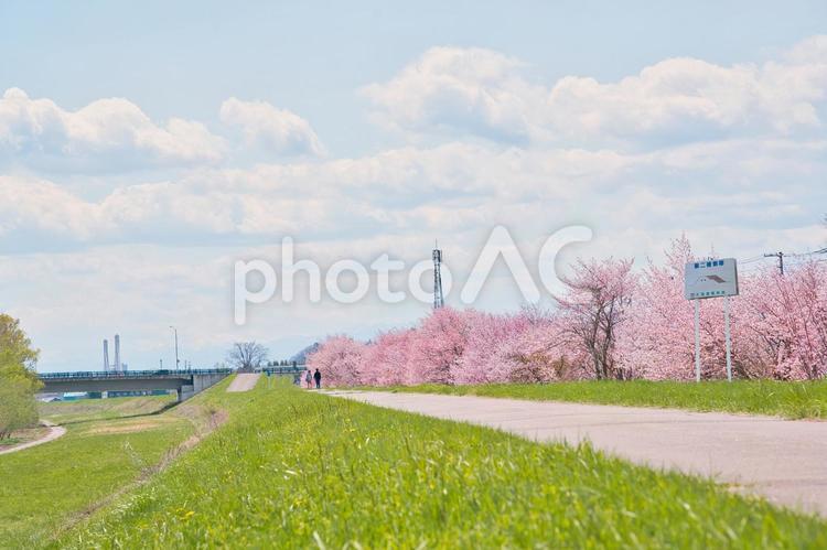 北海道のエゾヤマザクラ 桜,エゾヤマザクラ,植物の写真素材