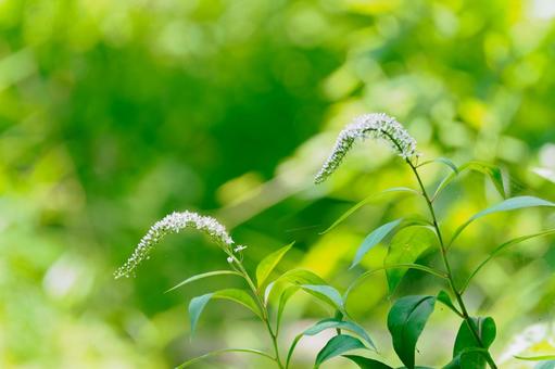 オカトラノオ⑶ 野草,オカトラノオ,丘虎の尾の写真素材
