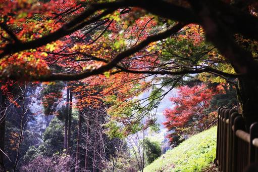 紅葉した秋の風景 紅葉した秋の風景の写真