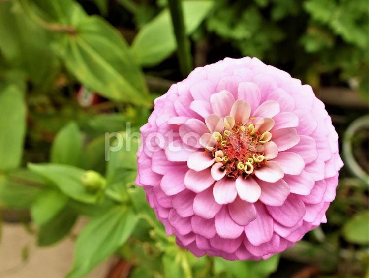 ピンクの大輪のジニアの花 ジニア,ヒャクニチソウ,百日草の写真素材