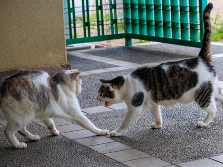 必死に縄張り争いをする野良猫です。 必死に縄張り争いをする野良猫です。の写真