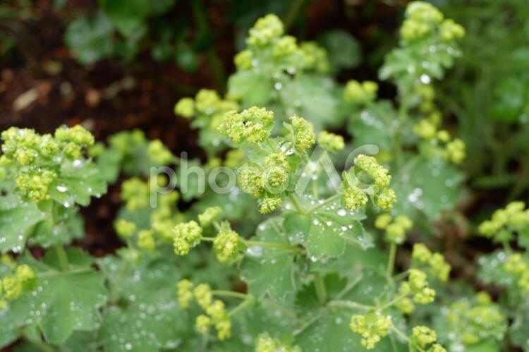 濡れた植物 花,植物,雨上がりの写真素材