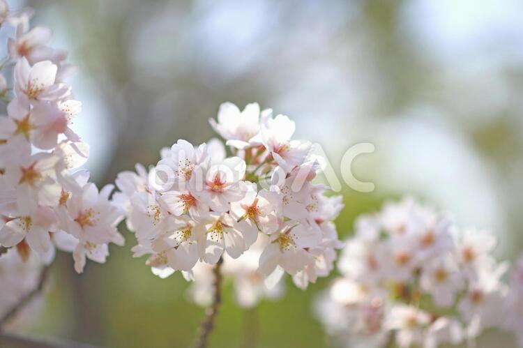 サクラの花　桜満開 サクラ,桜,さくらの写真素材