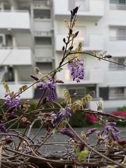 藤の目覚め 藤の目覚めの写真