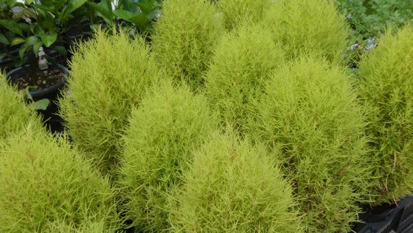 Fluffy Kochia Broom Grass, JPG
